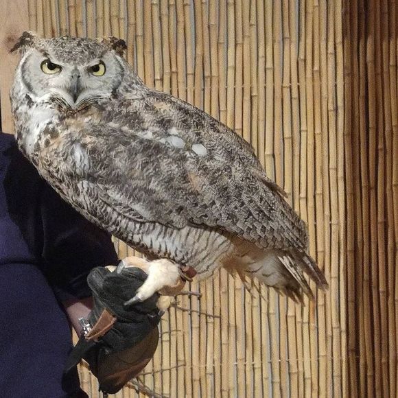 Meet your Posher, Daniel - Picture 1 of 1